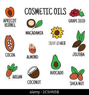 Cosmetic oils. Nuts from which squeeze oils. Nourishing oils for skin beauty. Vector icons Stock Vector