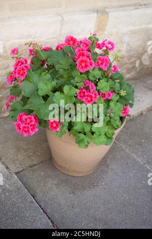 A pink Horseshoe Geranium growing in a ceramic pot also known as a Zonal Pelargonium Stock Photo