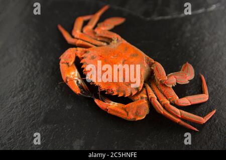 A single, boiled, cooked velvet swimming crab, Necora puber on a dark slate background. Although not widely consumed in the United Kingdom, the crabs Stock Photo