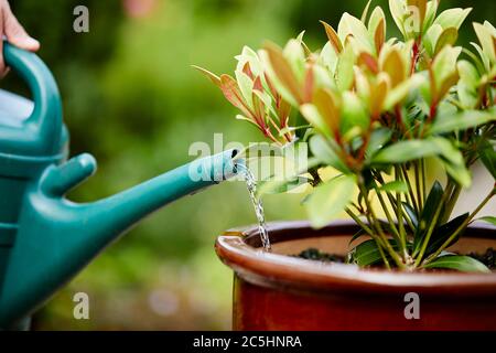 Woman watering Skimmia plant in the garden Stock Photo