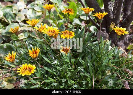 Yellow Treasure Flowers also known as Gazanias or Pied Gazanias which are native to South Africa Stock Photo