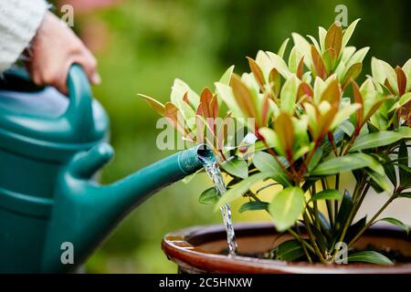 Woman watering Skimmia plant in the garden Stock Photo