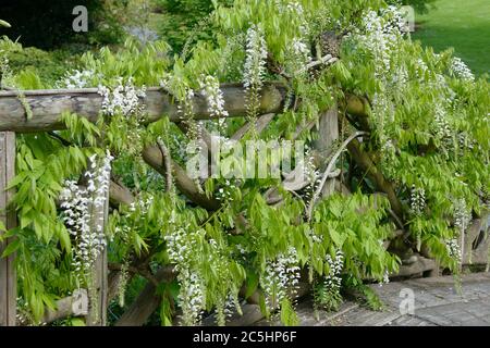 Weisse Glycine Wisteria floribunda Shiro-noda Stock Photo