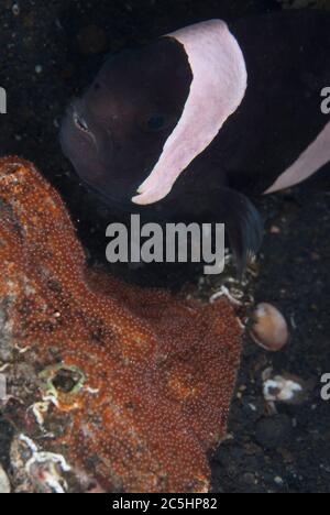 Saddleback Anemonefish, Amphiprion polymnus, protecting egg clutch, TK1 dive site, Lembeh Straits, Sulawesi, Indonesia Stock Photo