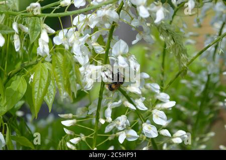 Weisse Glycine Wisteria floribunda Shiro-noda Stock Photo