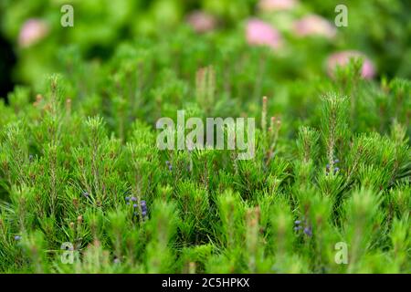 Dwarf Pinus bush Stock Photo