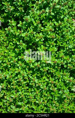 Thyme herb growing in garden. Thymus vulgaris Stock Photo
