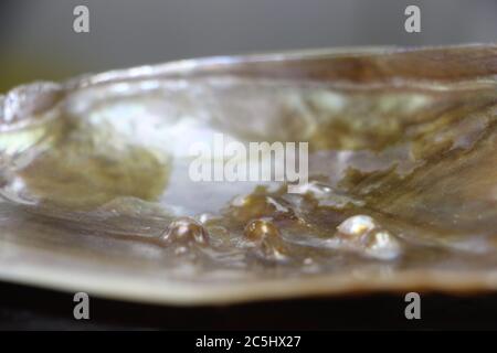 Mother of pearl texture closeup for background. Mystic natural textures Stock Photo