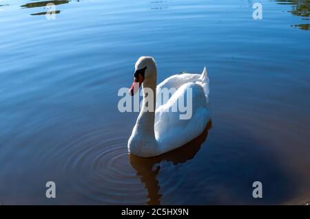 white swan swims in the lake. beautiful water bird. photo Stock Photo