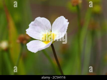 Flower of the Lesser Water Plantain, Baldellia ranunculoides. Stock Photo
