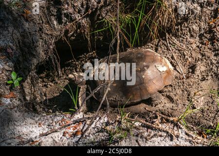 A turtle or tortoise digging in the ground to lay its eggs Stock Photo