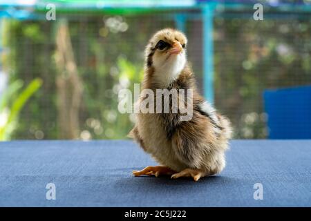 Baby Mini Wyandotte Chick on blue cloth table cover with green garden bokeh blur background. Stock Photo