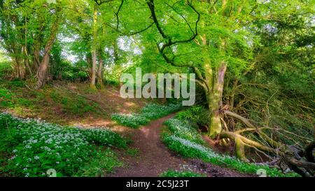 Hawkley, UK - May 4, 2020:  Wild garlic country lanes in the Wealdon Edge Hangers above Hawkley in the South Downs National Park, UK Stock Photo