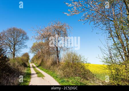 Schleswig-Holstein, Rapsblüte an der Ostseeküste im April Stock Photo ...