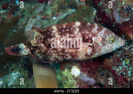 Floral Wrasse, Cheilinus chlorourus, California Dreaming dive site, Lembeh Straits, Sulawesi, Indonesia Stock Photo