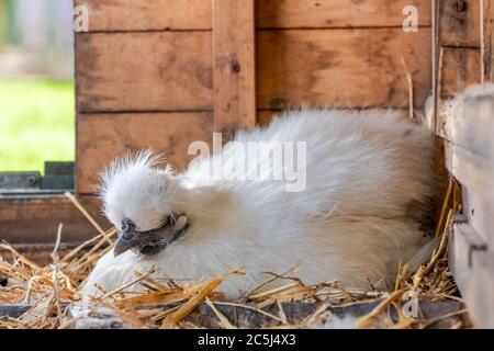 Beautiful white hen, in a hen house or chicken coop Stock Photo - Alamy