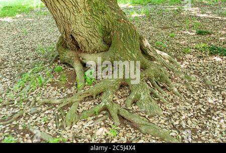 Tree trunk with green moss on the trunk and roots exposed with brown leaves scattered on the ground in winter day in Japan. Stock Photo