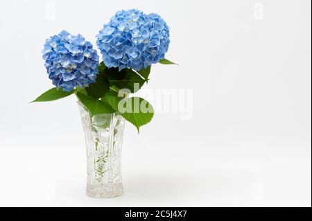 Beautiful arrangement of Hydrangea macrophylla flowers in glass vase isolated on white background. Copy space. Front view. Stock Photo