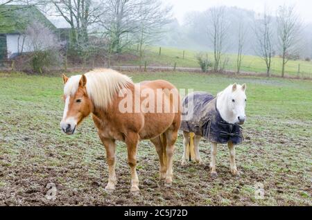 Brown Haflinger domestic horses (Equus ferus caballus) standing on a pasture in the countryside in Rhineland-Palatinate, Germany, Western Europe Stock Photo