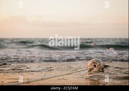 sea buoy in the sea at sunset, summer Stock Photo