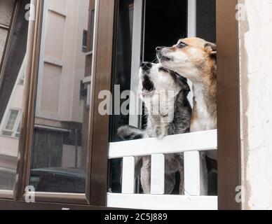 Two dogs barking from apartment window in Spain Stock Photo