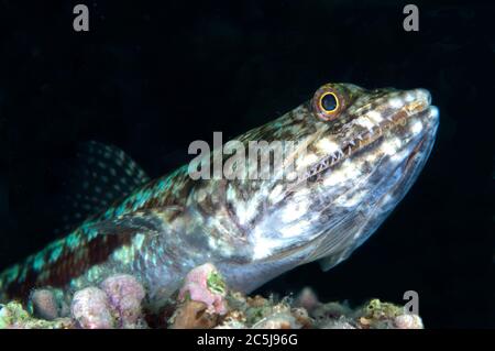Reef Lizardfish, Synodus variegatus, Pulau Putus dive site, Lembeh Straits, Sulawesi, Indonesia Stock Photo
