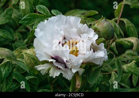 Large white peony in Botanic Garden Oslo, Norway Stock Photo