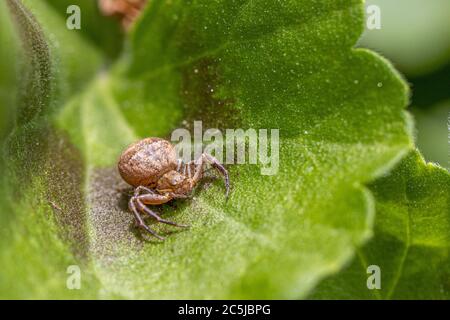a macro shot of a small brown spider with thick abdomen sitting on a green leaf