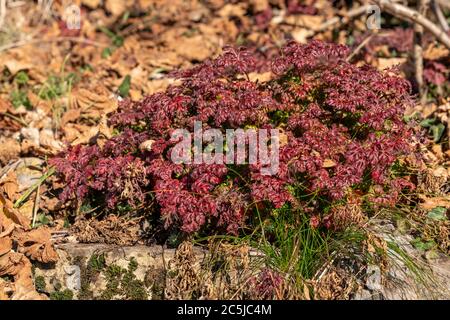 red alpine plant growing on on rock at mountains,sunny day Orobie alps,Italy Stock Photo