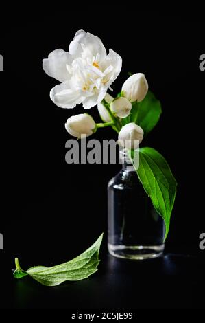 still life, jasmine flower in a glass bottle on a black background Stock Photo