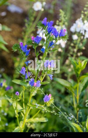 'Blue Bedder' Purple viper's-bugloss, Blå snokört (Echium plantagineum ...