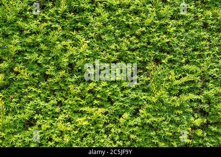 Full frame view of a Yew hedge. Much Hadham, Hertfordshire. UK Stock Photo