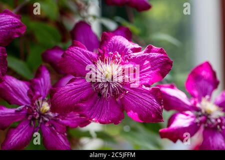 'Ville de Lyon' Late large-flowered group, Sena storblommig gruppen (Clematis) Stock Photo