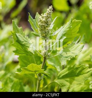 Quinoa titicaca, Mjölmålla (Chenopodium quinoa) Stock Photo