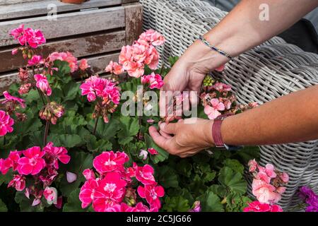 geranium trailing,woman dead heading picking off dead flowers with her hands in a english garden full of flowers Stock Photo