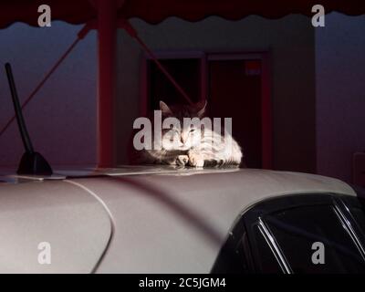 Cat Relaxing on the Roof Top of a Parked Car Stock Photo