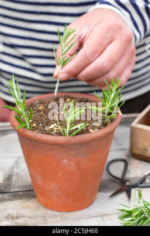 Rosmarinus officinalis. Propagating rosemary plants from softwood cuttings by placing around the edges of a pot in a gritty compost mix. Stock Photo