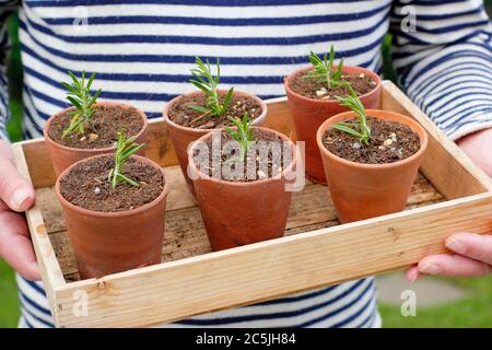 Rosmarinus officinalis. Propagating rosemary plants from softwood cuttings by placing in a gritty compost mix in clay pots - before watering. Stock Photo