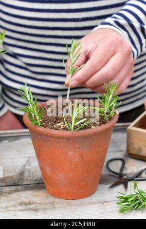 Rosmarinus officinalis. Propagating rosemary plants from softwood cuttings by placing in gritty compost around the edges of a pot. Stock Photo