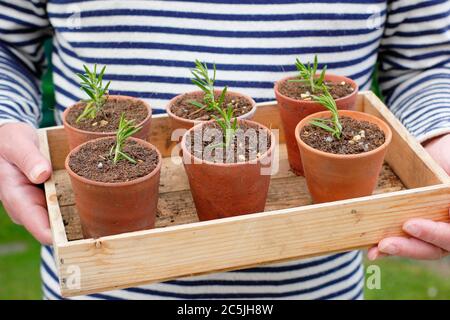 Rosmarinus officinalis. Propagating rosemary plants from softwood cuttings by placing in a gritty compost mix in clay pots before watering. Stock Photo