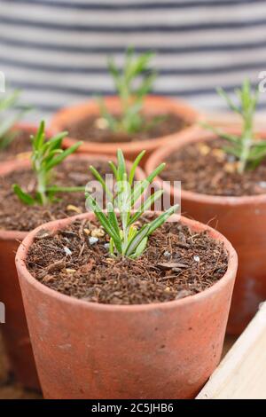 Rosmarinus officinalis. Propagating rosemary plants from cuttings by placing in a gritty compost mix in pots before placing in a sheltered spot Stock Photo