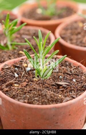 Rosmarinus officinalis. Propagating rosemary plants from cuttings by placing in a gritty compost mix in pots before placing in a sheltered spot Stock Photo