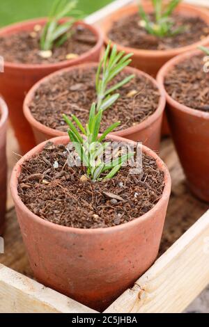 Rosmarinus officinalis. Propagating rosemary plants from cuttings by placing in a gritty compost mix in pots before placing in a sheltered spot Stock Photo