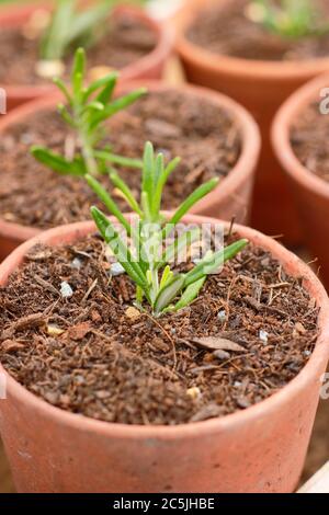 Rosmarinus officinalis. Propagating rosemary plants from cuttings by placing in a gritty compost mix in pots before placing in a sheltered spot Stock Photo