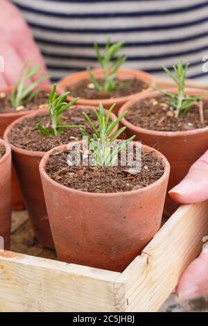 Rosmarinus officinalis. Propagating rosemary plants from cuttings by placing in a gritty compost mix in pots before placing in a sheltered spot Stock Photo