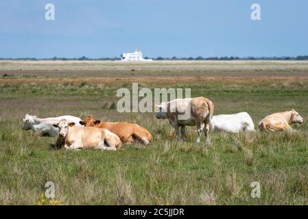 Kloster, Germany. 06th June, 2020. Cows lie in a meadow near the fishing village Kloster. In the background you can see the ferry Vitte, which brings holidaymakers from the island of Rügen to Hiddensee and picks them up again. Credit: Stephan Schulz/dpa-Zentralbild/ZB/dpa/Alamy Live News Stock Photo