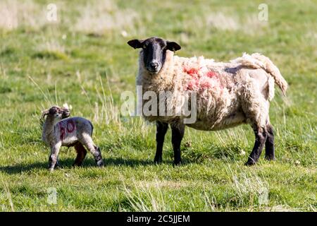 Baby spring lamb following after its mother in a Suffolk farm field Stock Photo