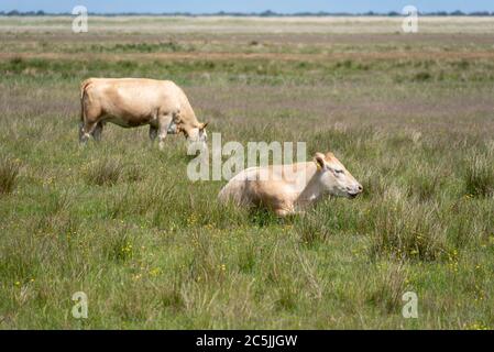 Kloster, Germany. 06th June, 2020. Cows lie in a meadow near the fishing village Kloster. Credit: Stephan Schulz/dpa-Zentralbild/ZB/dpa/Alamy Live News Stock Photo