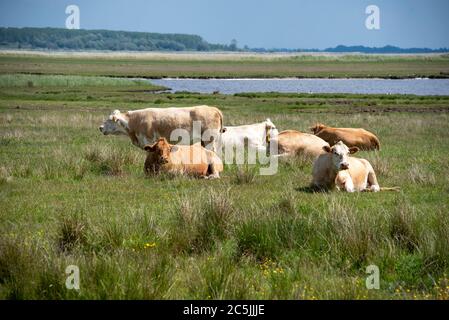 Kloster, Germany. 06th June, 2020. Cows lie in a meadow near the fishing village Kloster. Credit: Stephan Schulz/dpa-Zentralbild/ZB/dpa/Alamy Live News Stock Photo