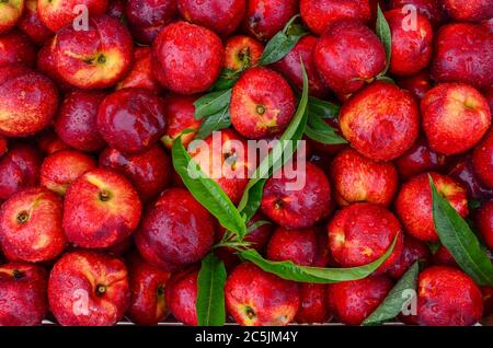 Background, full frame of fresh peaches with green leaves and water drops after rain Stock Photo